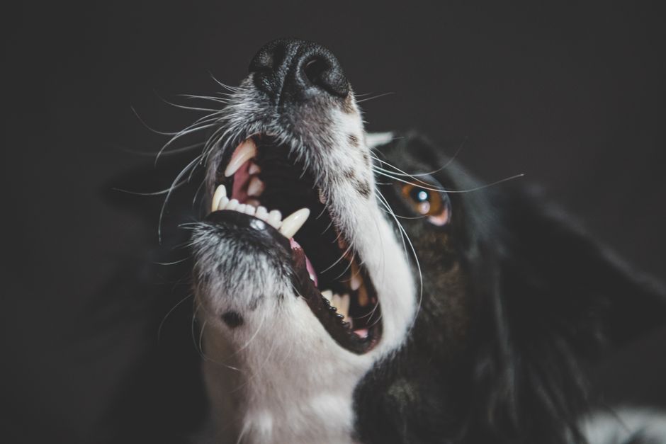 Expressive close-up of a black and white Border Collie barking.