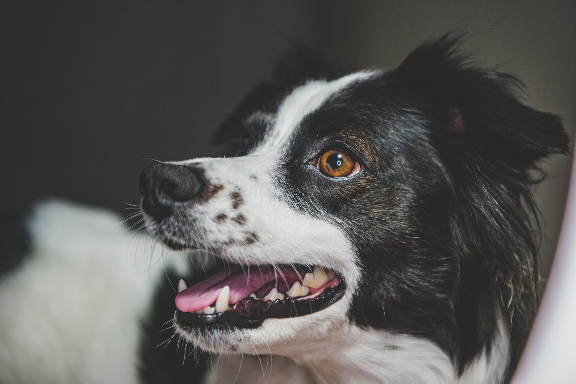 A joyful Border Collie dog with bright eyes and a playful expression indoors.