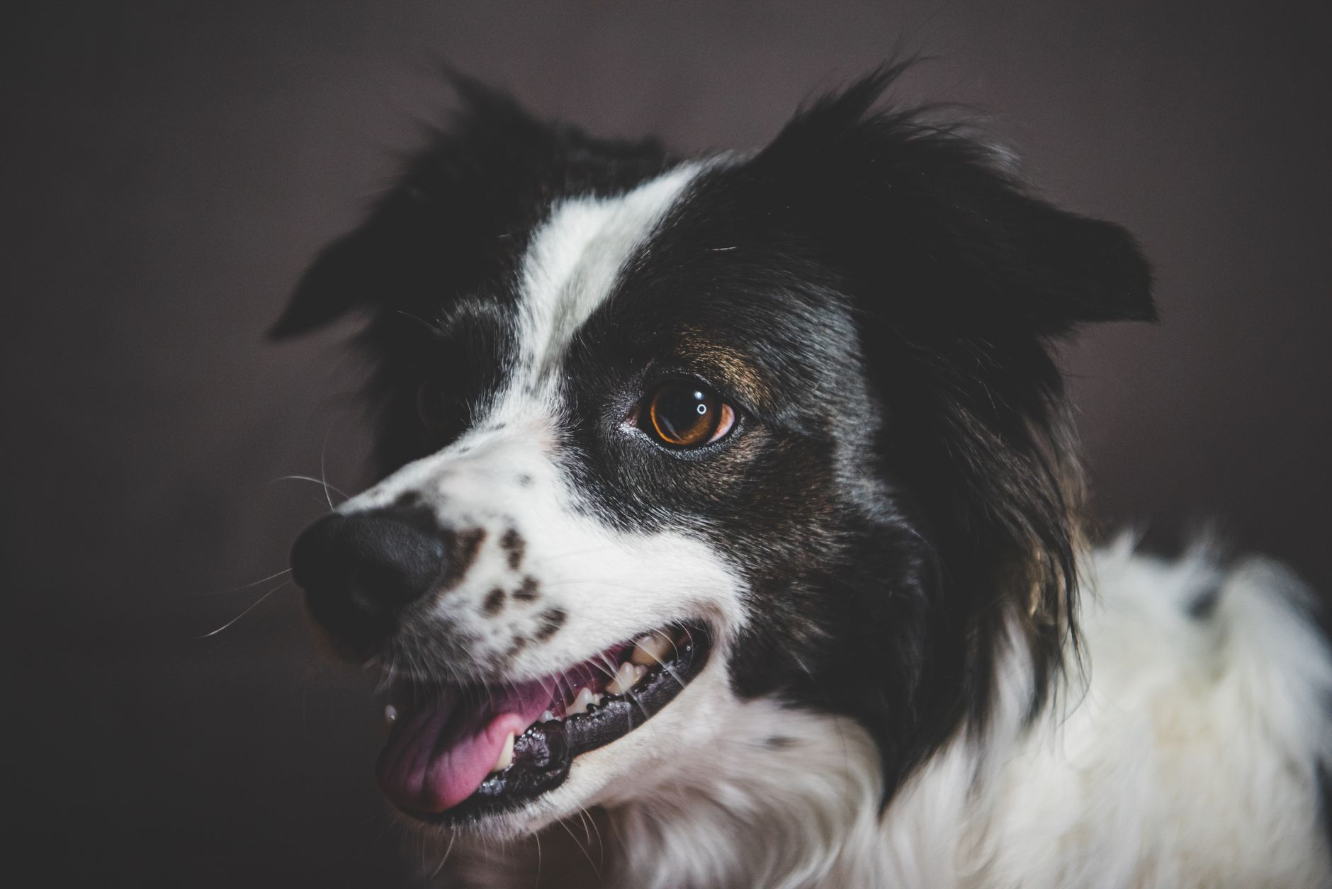 Veterinary care for a pet