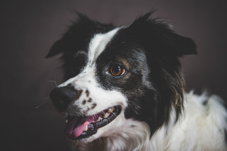 Duo — Photographe animalier à Chelles