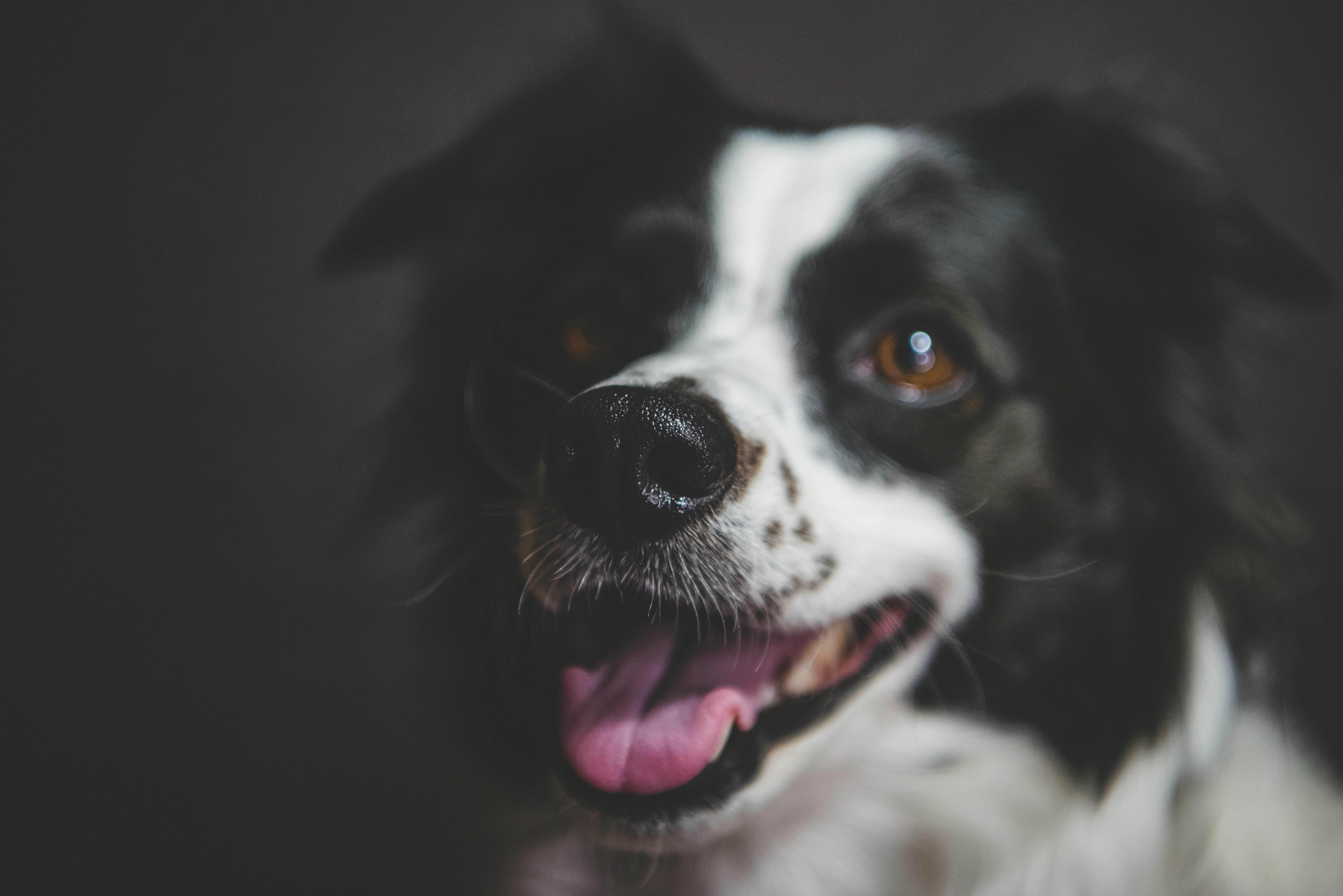 pet care pet safety — Photo by Mykhailo Petrenko on Pexels