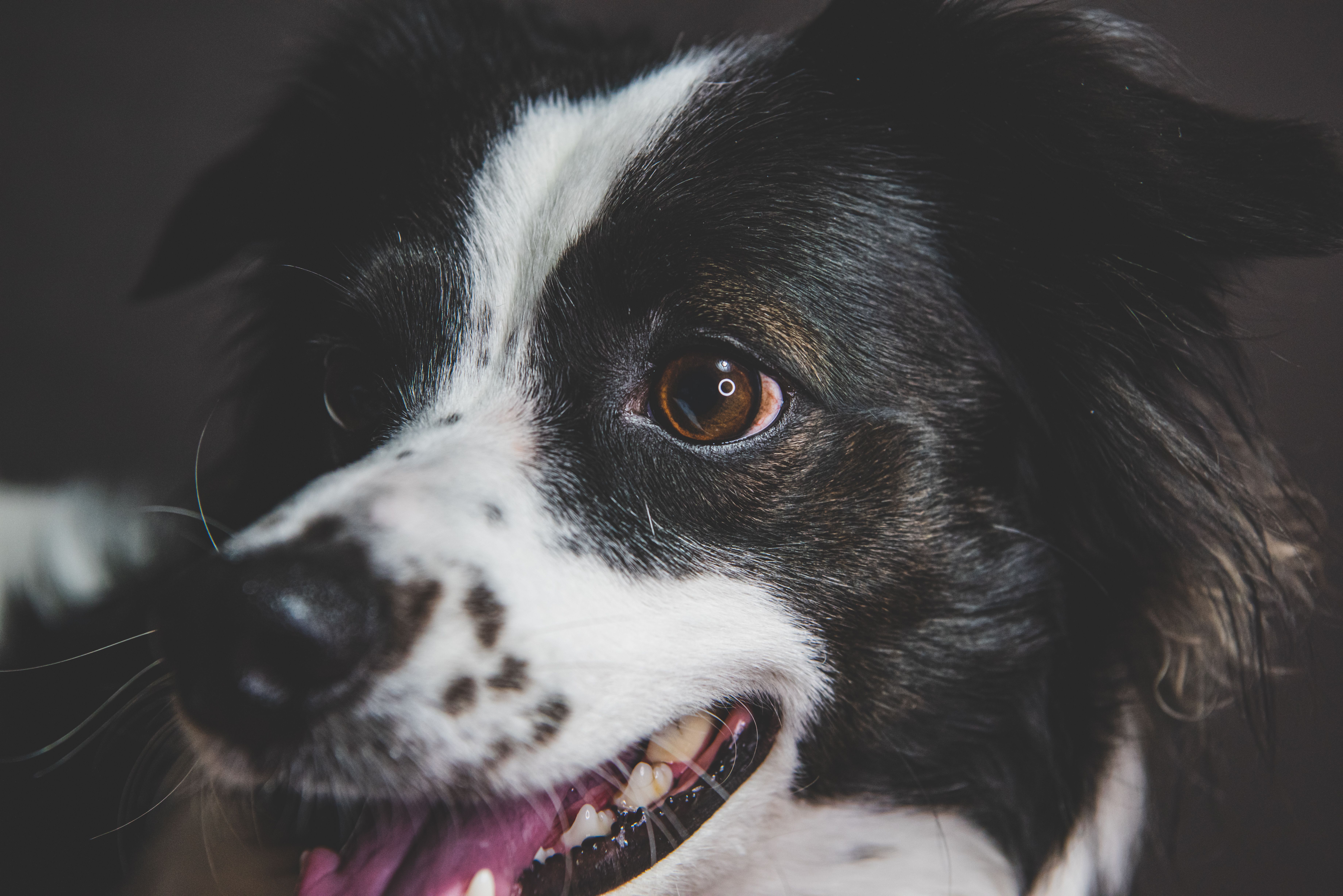 Is it OK to pull out a dog's loose tooth? - The Institute for ...