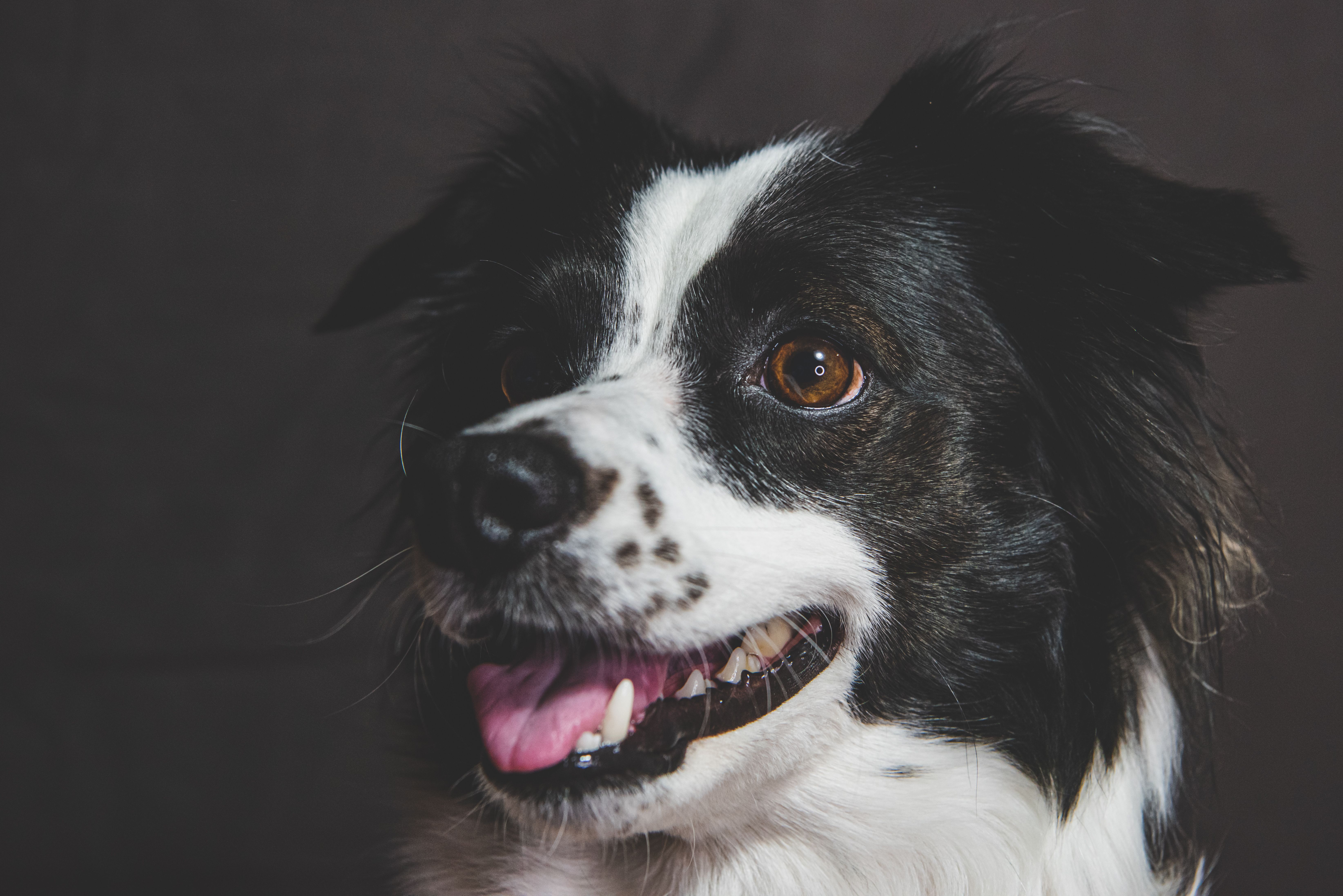 Charming close-up of a smiling Border Collie with a dark background, showing its expressive eyes and playful demeanor.