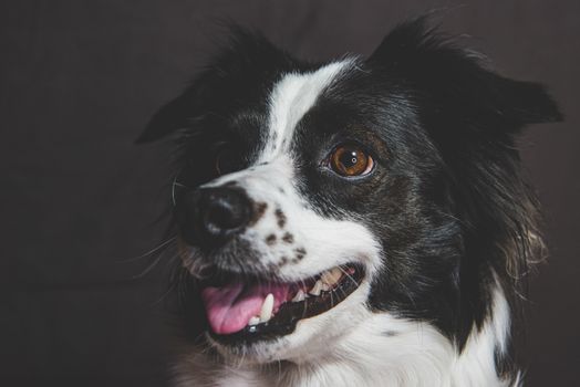 Charming close-up of a smiling Border Collie with a dark background, showing its expressive eyes and playful demeanor.