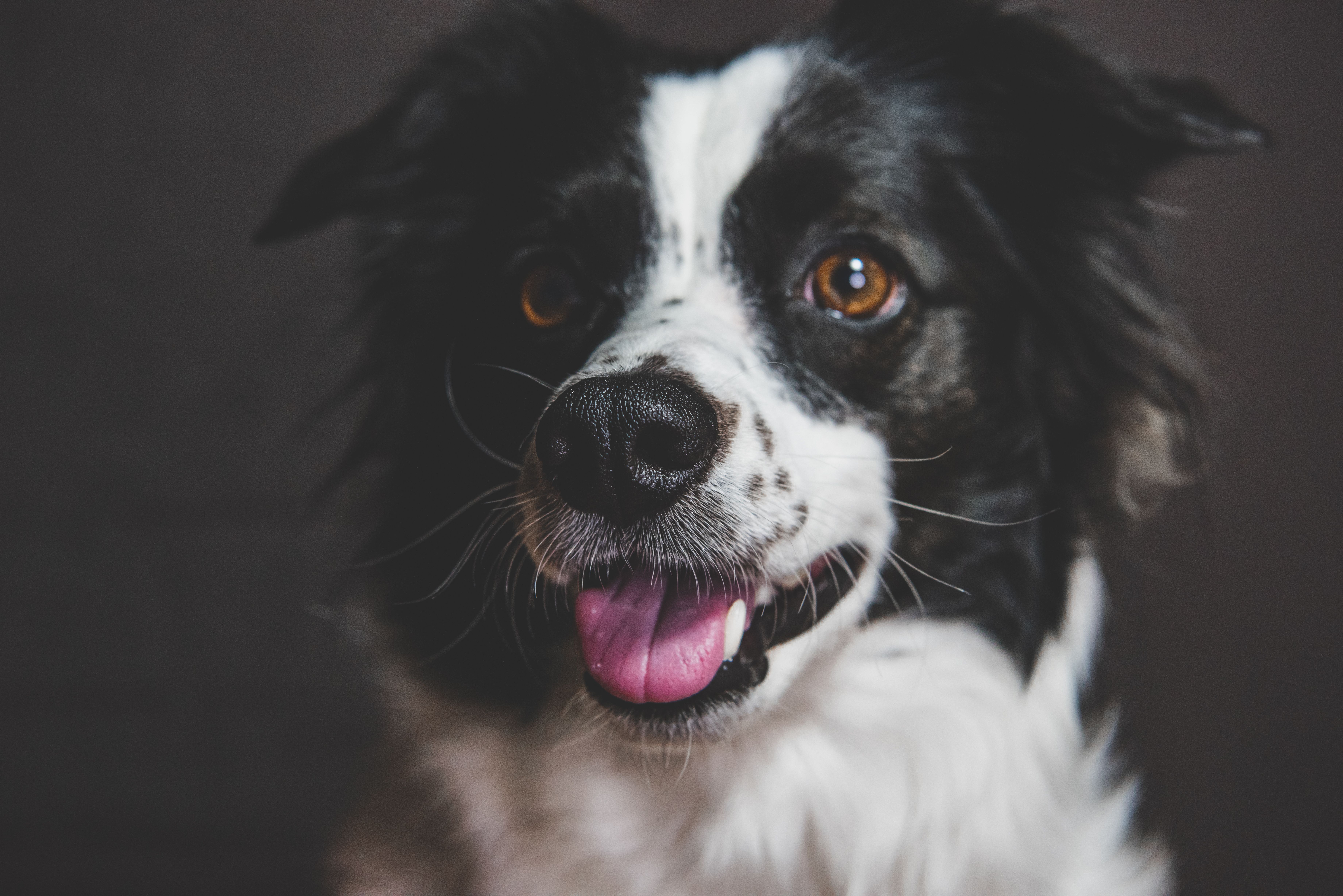 Black And White Dog · Free Stock Photo