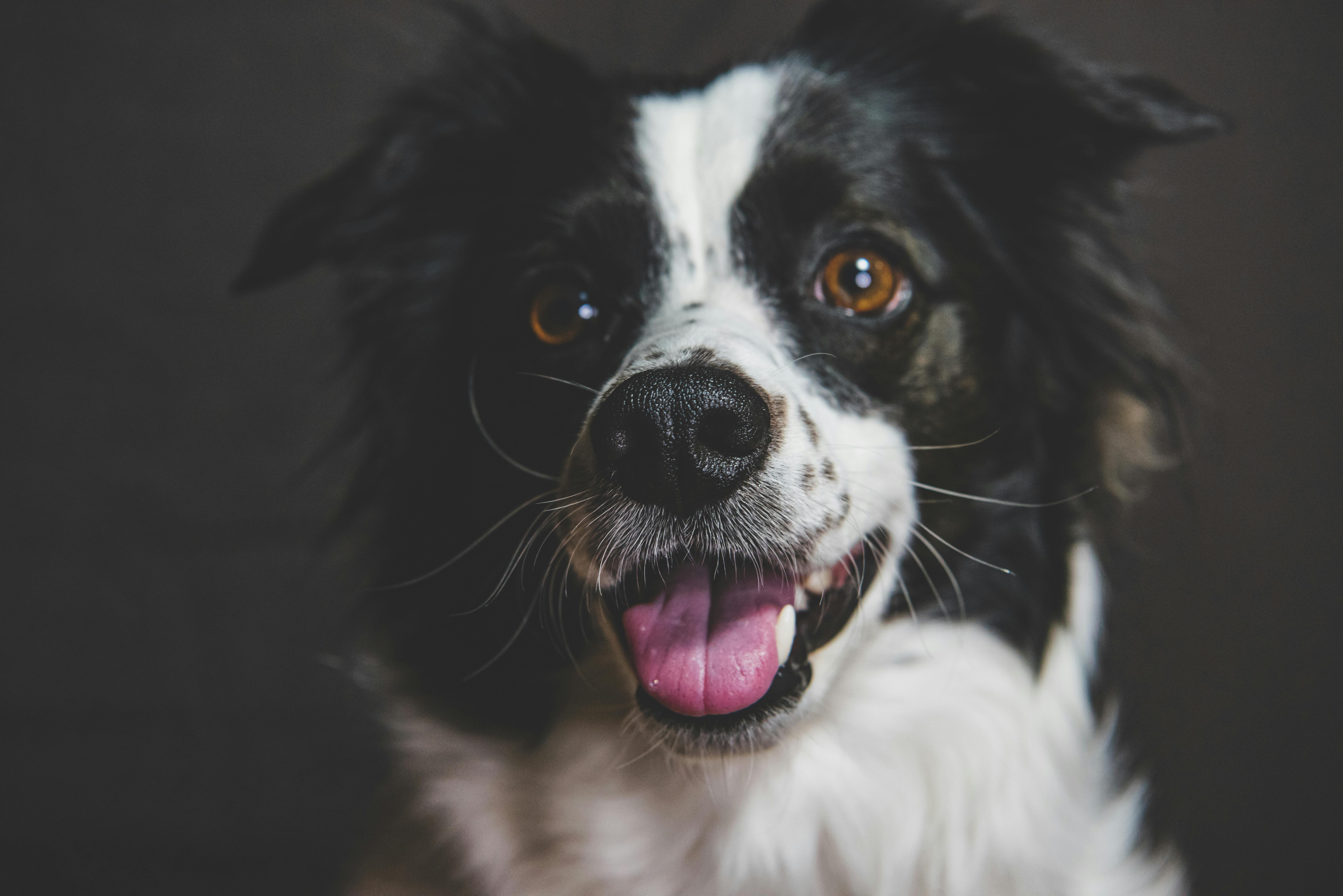 pet insurance, veterinary costs, pet health coverage, dog insurance, cat insurance, pet wellness — Photo by Mykhailo Petrenko