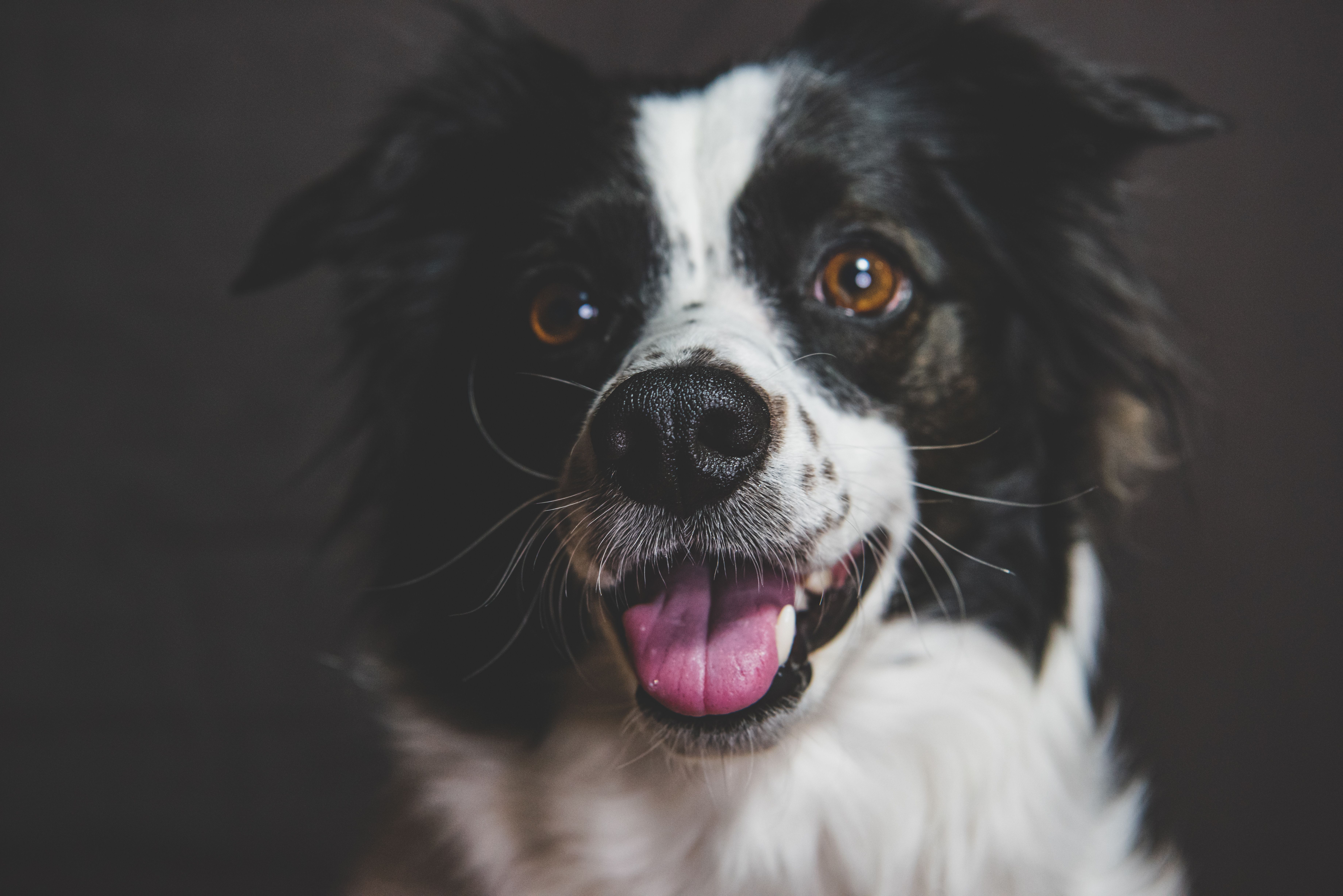 Black And White Dog · Free Stock Photo