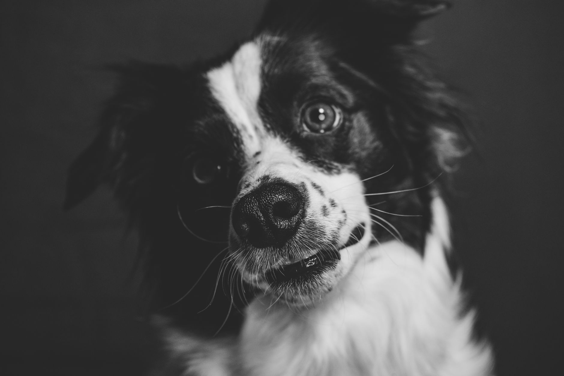 Veterinary care for a dog