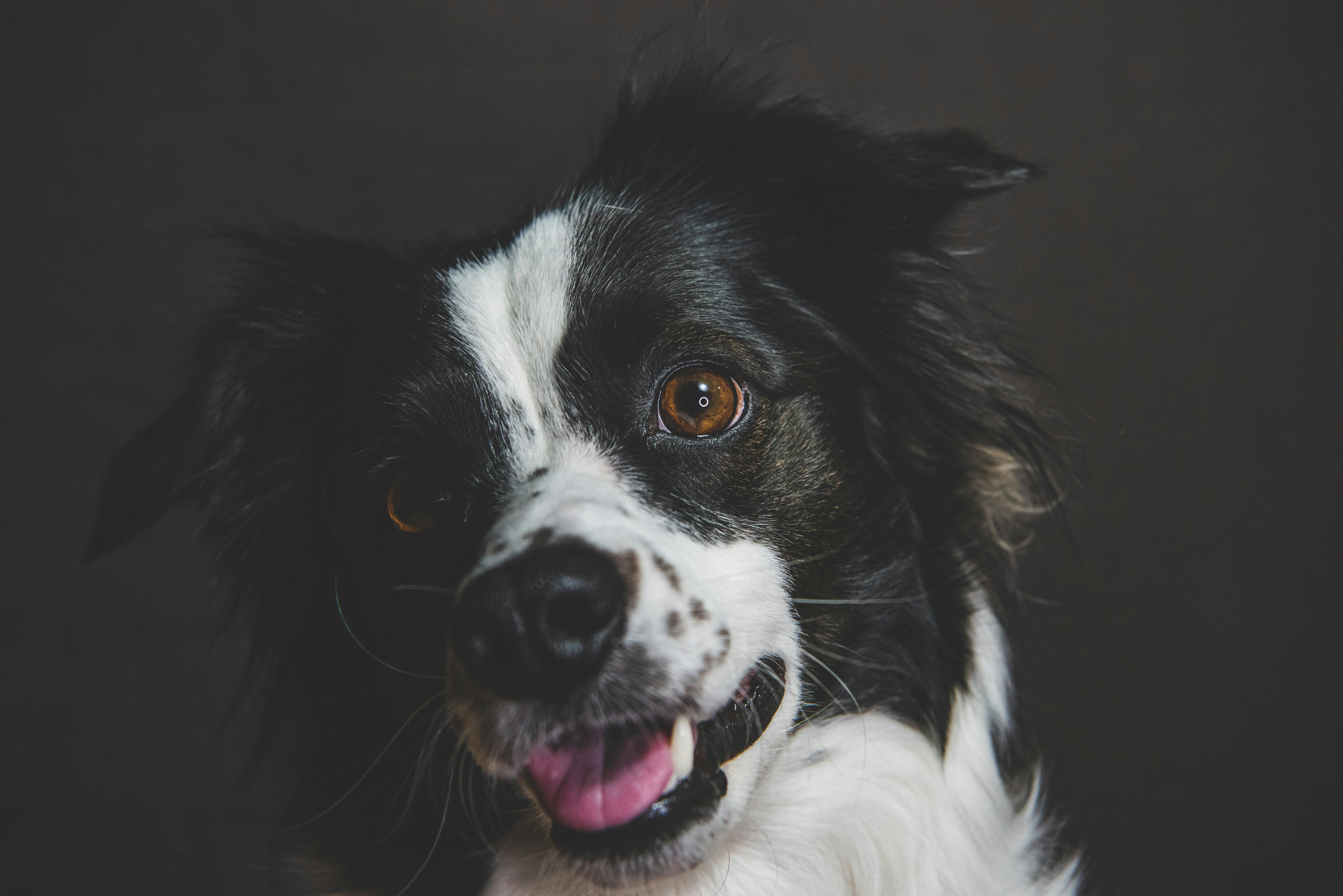 Pet-Friendly Ξενοδοχεία στην Ελλάδα 2026: Πώς να Βρείτε και Τι να Προσέξετε