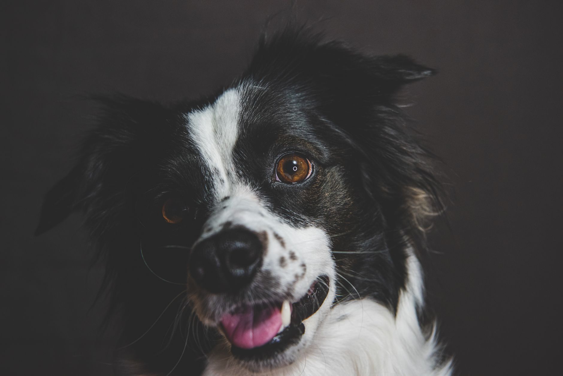 Veterinarian examining a dog during a checkup