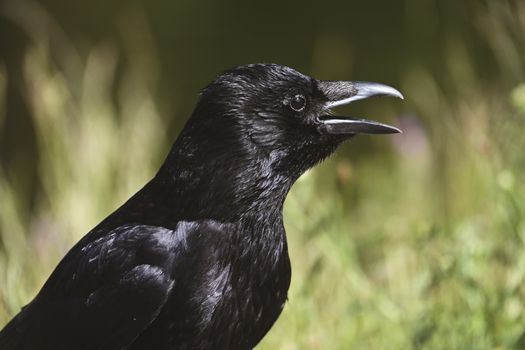 crow photo