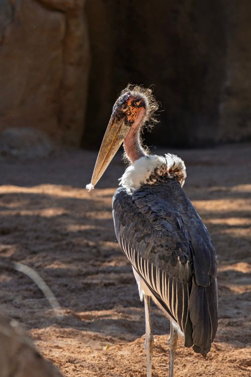 Free Close-up of a Marabou Stork (Leptoptilos crumenifer) standing outdoors in sunlight. Stock Photo