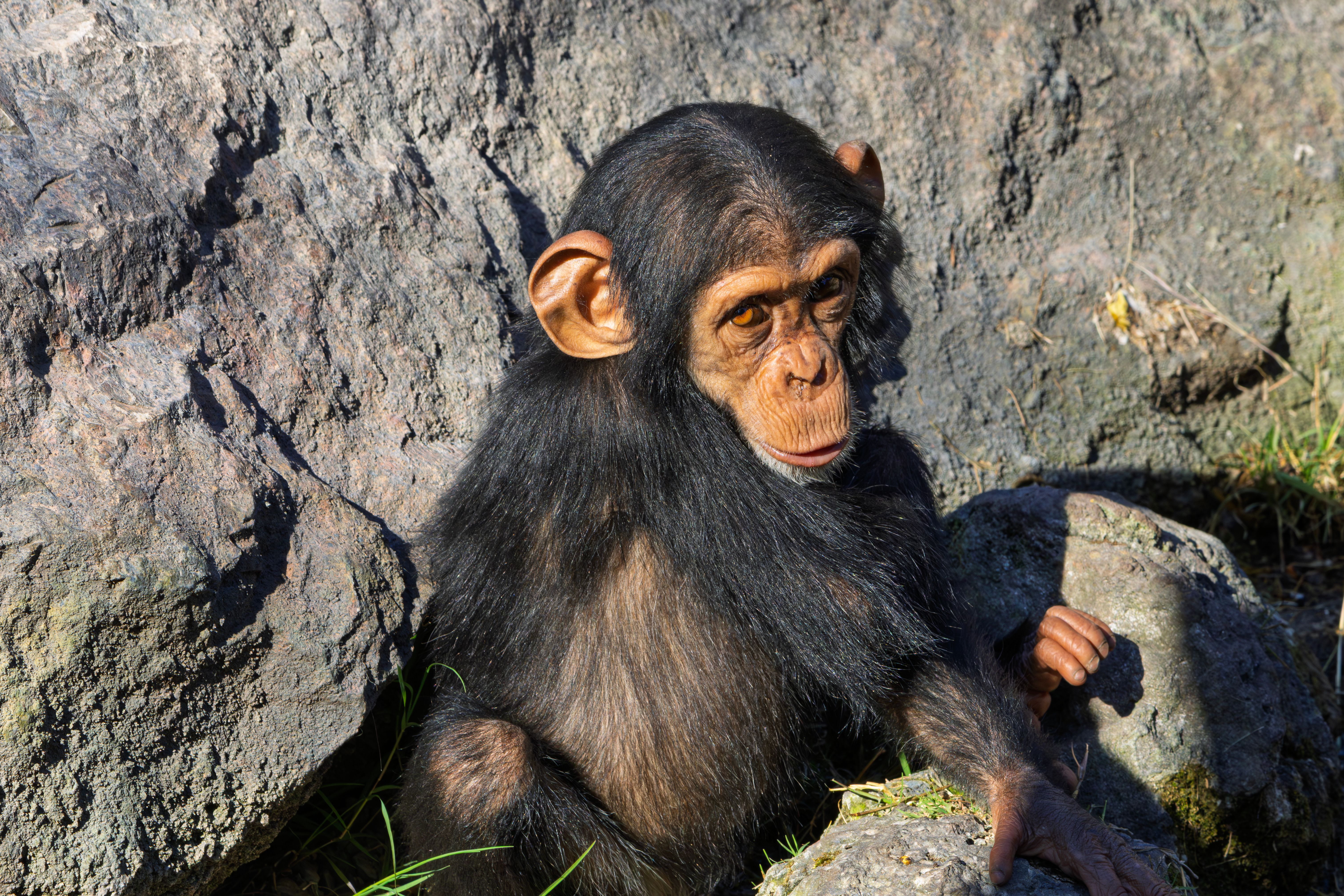 Young Chimpanzee in Natural Habitat · Free Stock Photo