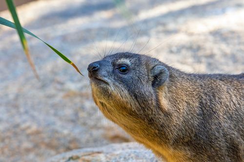 Free A detailed close-up of a rock hyrax in its natural habitat, capturing its curious expression. Stock Photo