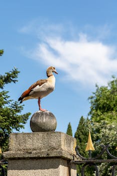 An Egyptian goose stands on a stone globe column under a clear blue sky in Madrid.