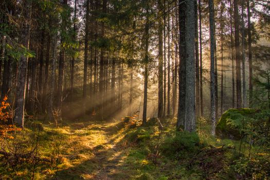 Sunbeams filter through the woodland, creating an enchanting atmosphere on a forest path.