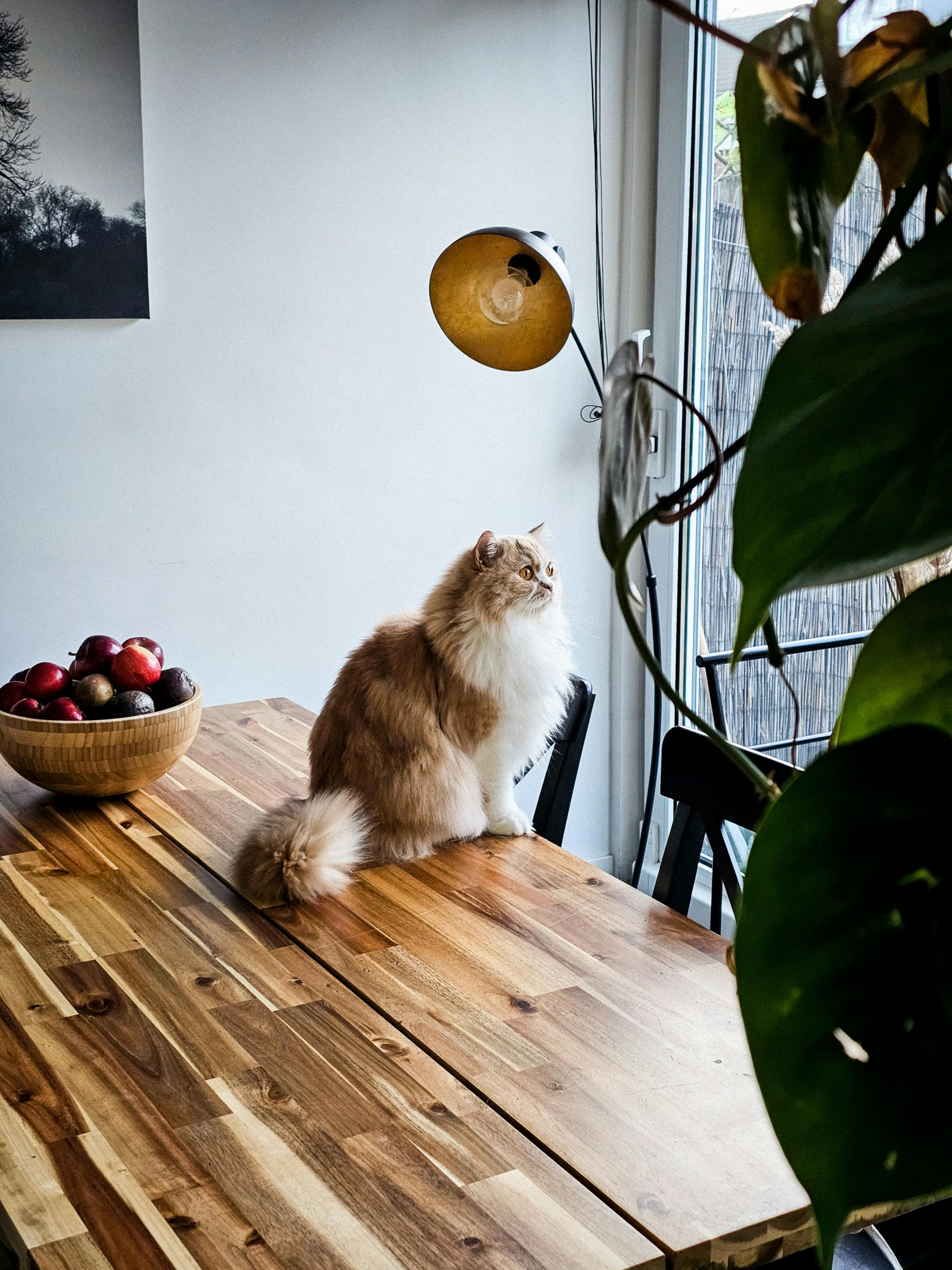 A fluffy cat sits on a wooden dining table beside a bowl of fruit, illuminated by natural light.