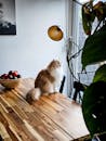Fluffy Cat Sitting on Wooden Dining Table