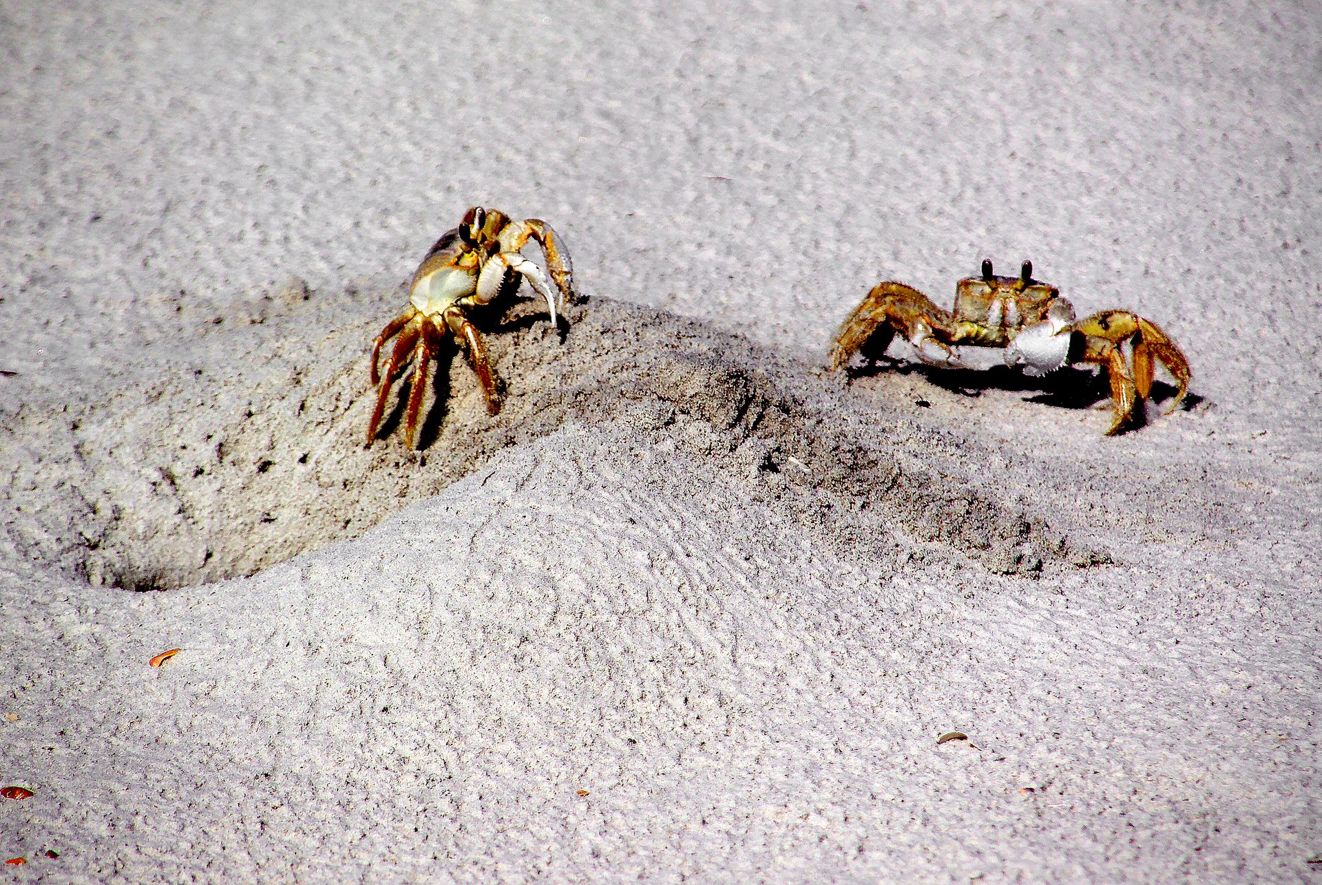 Two ghost crabs emerge from sandy burrows on a Florida beach, showcasing their natural behavior.