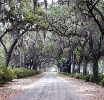 Oak Alley plantation day trip — New Orleans
