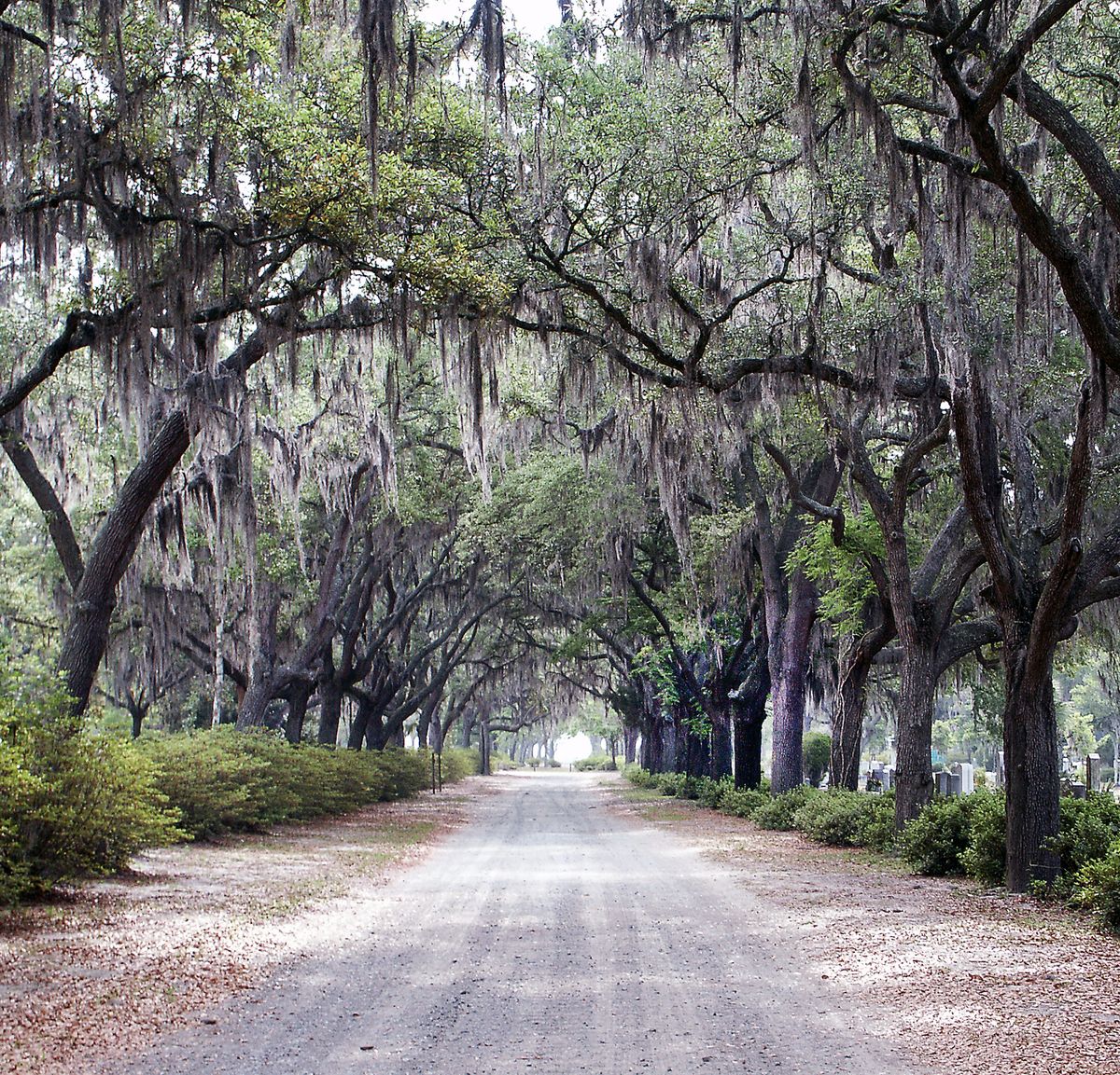 Live oaks and Spanish moss over a square in Savannah