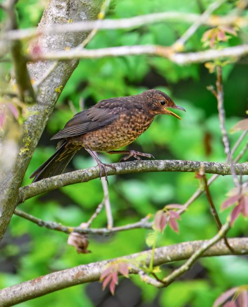 Free Graceful blackbird singing on a branch, showcasing wildlife's vibrant colors and natural beauty. Stock Photo