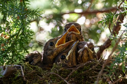Free A group of baby blackbirds eagerly await feeding in their nest, surrounded by greenery. Stock Photo