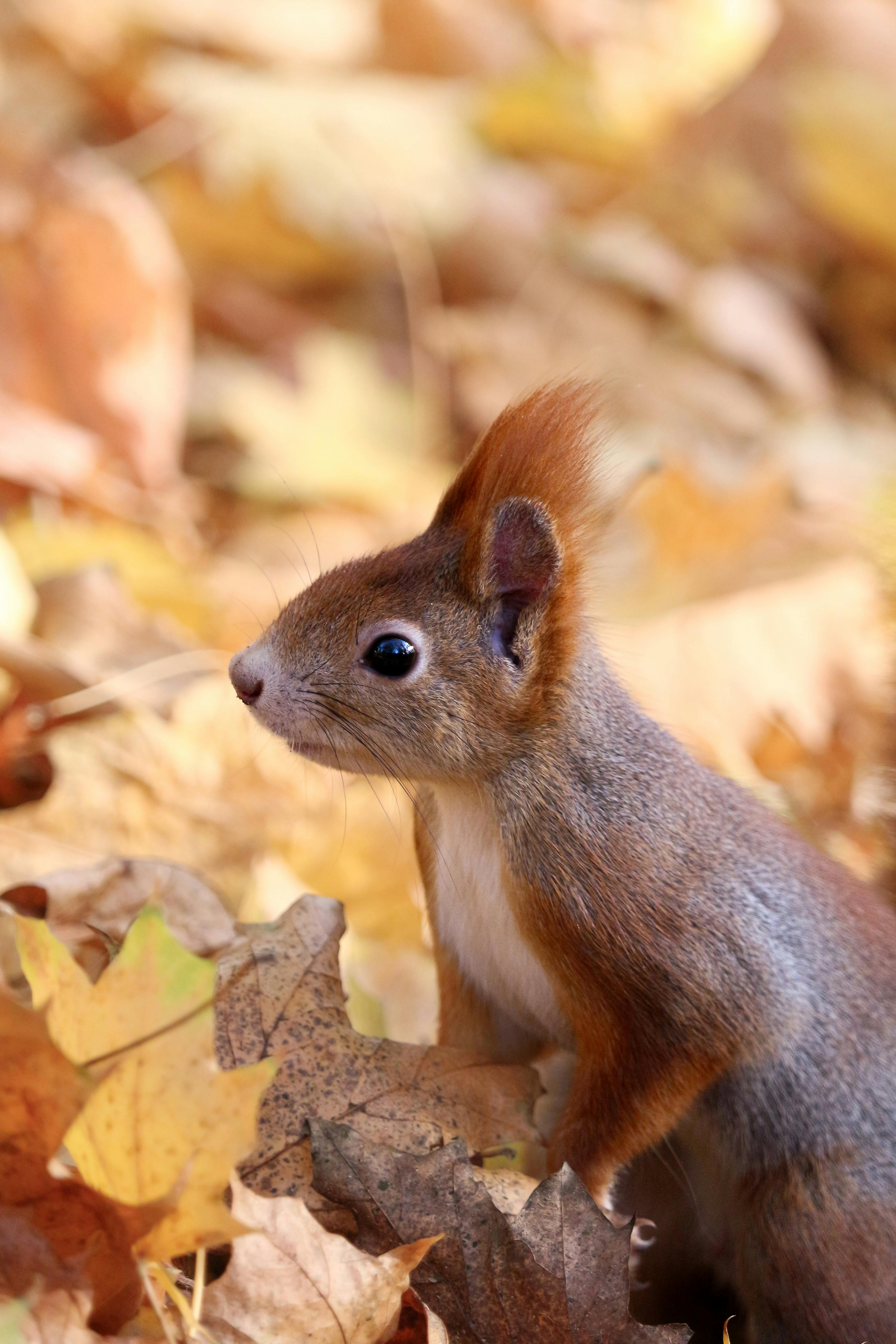 Red squirrel on fallen autumn leaves captures the seasonal charm outdoors.