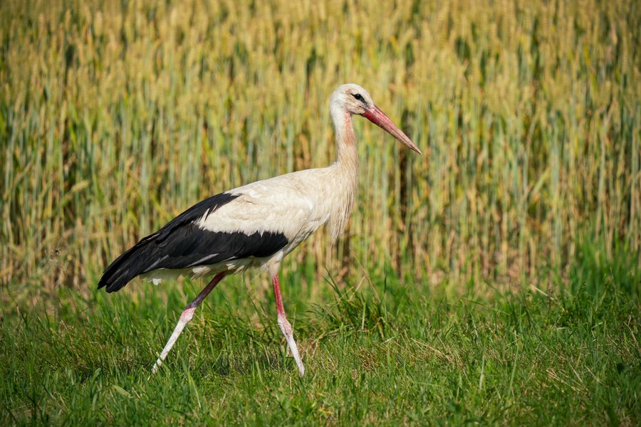 White stork walking in a lush green field in daylight.