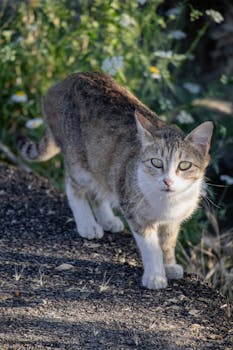A curious cat explores a natural landscape in Seydili, Türkiye, surrounded by greenery.