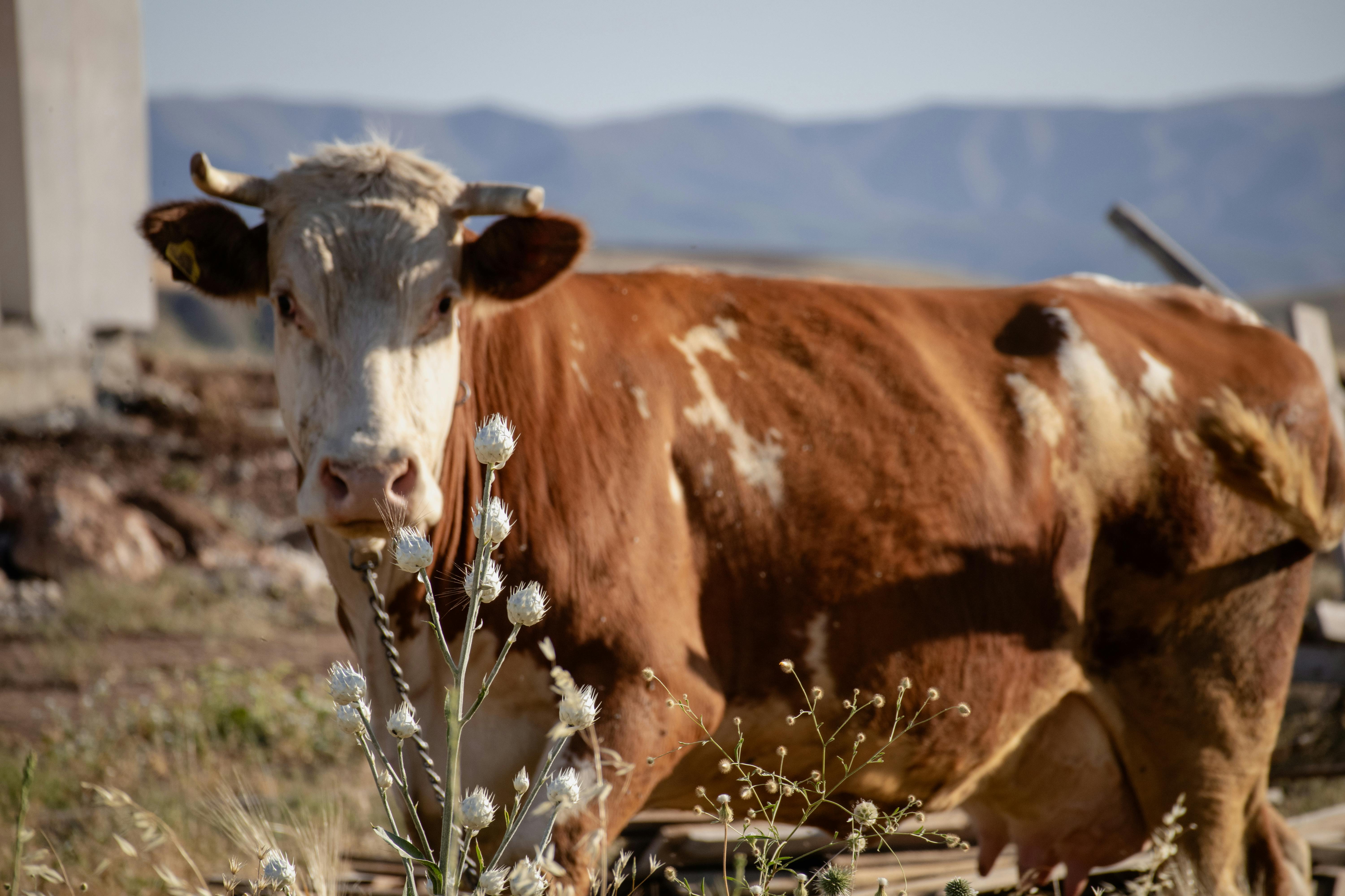grátis Uma vaca marrom e branca com chifres pasta nos campos rurais de Seydili, Elazığ, Türkiye. Foto profissional