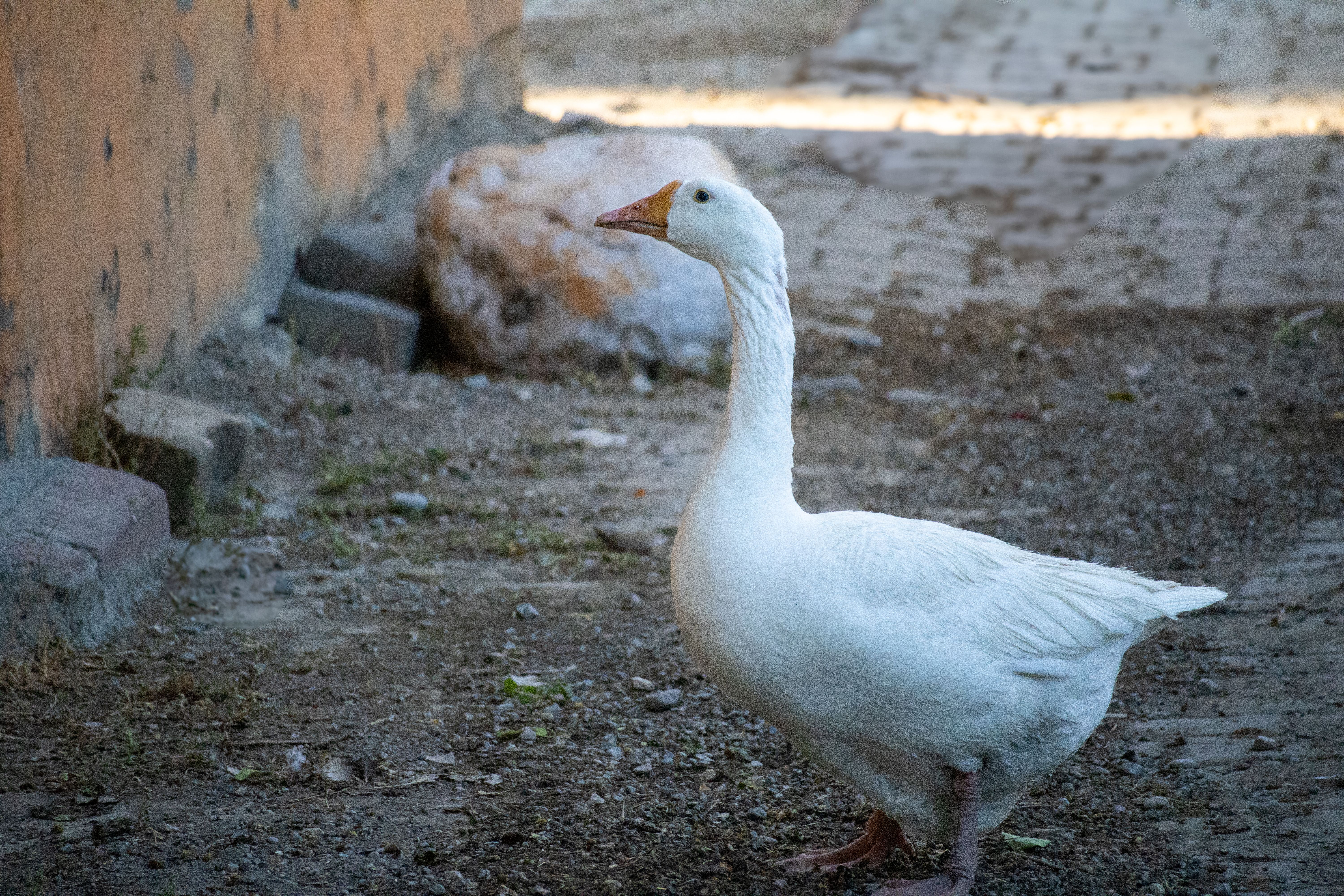 White Goose Standing Outdoors in Seydili · Free Stock Photo