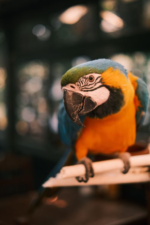 Free Vibrant macaw with bright blue and gold feathers perched inside a room. Stock Photo