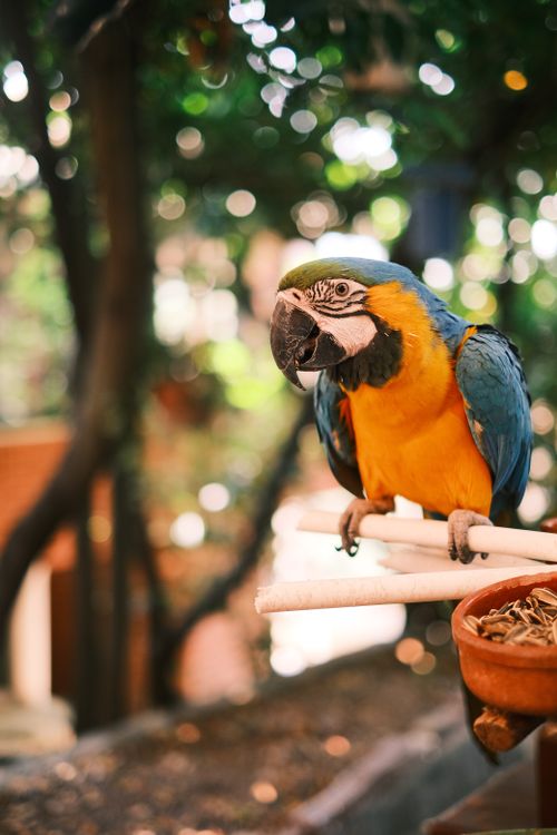 Free A striking blue and gold macaw perched outdoors, showcasing its vivid feathers. Stock Photo