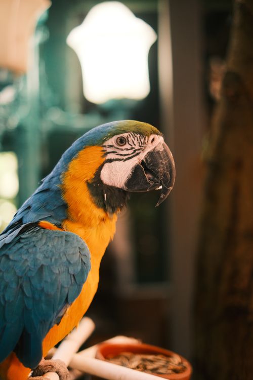 Free Close-up of a colorful blue and gold macaw parrot indoors, showcasing vivid plumage. Stock Photo