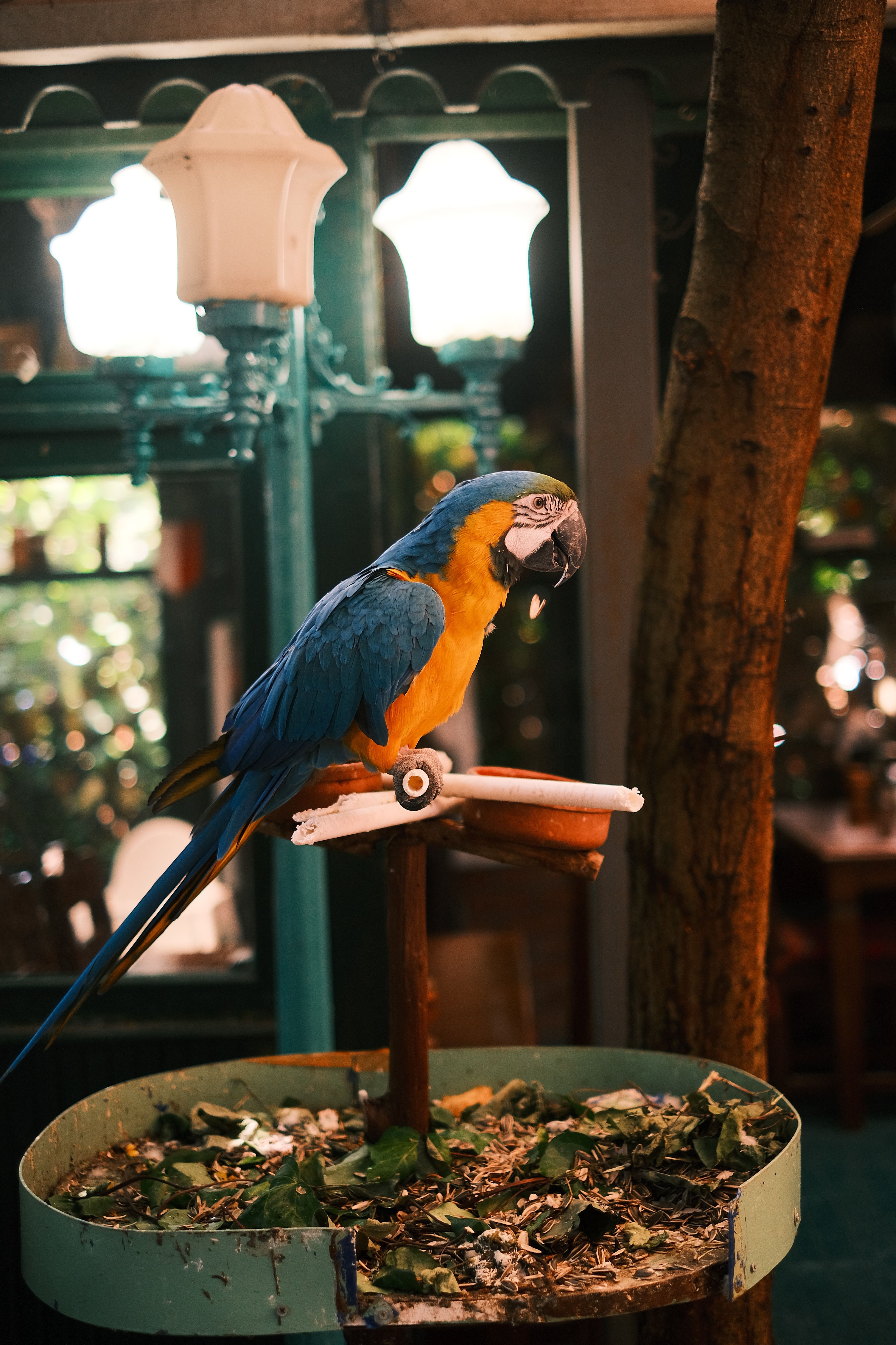 Curated visual reference: Fresh Look at Colorful Blue And Gold Macaw Indoors Perched