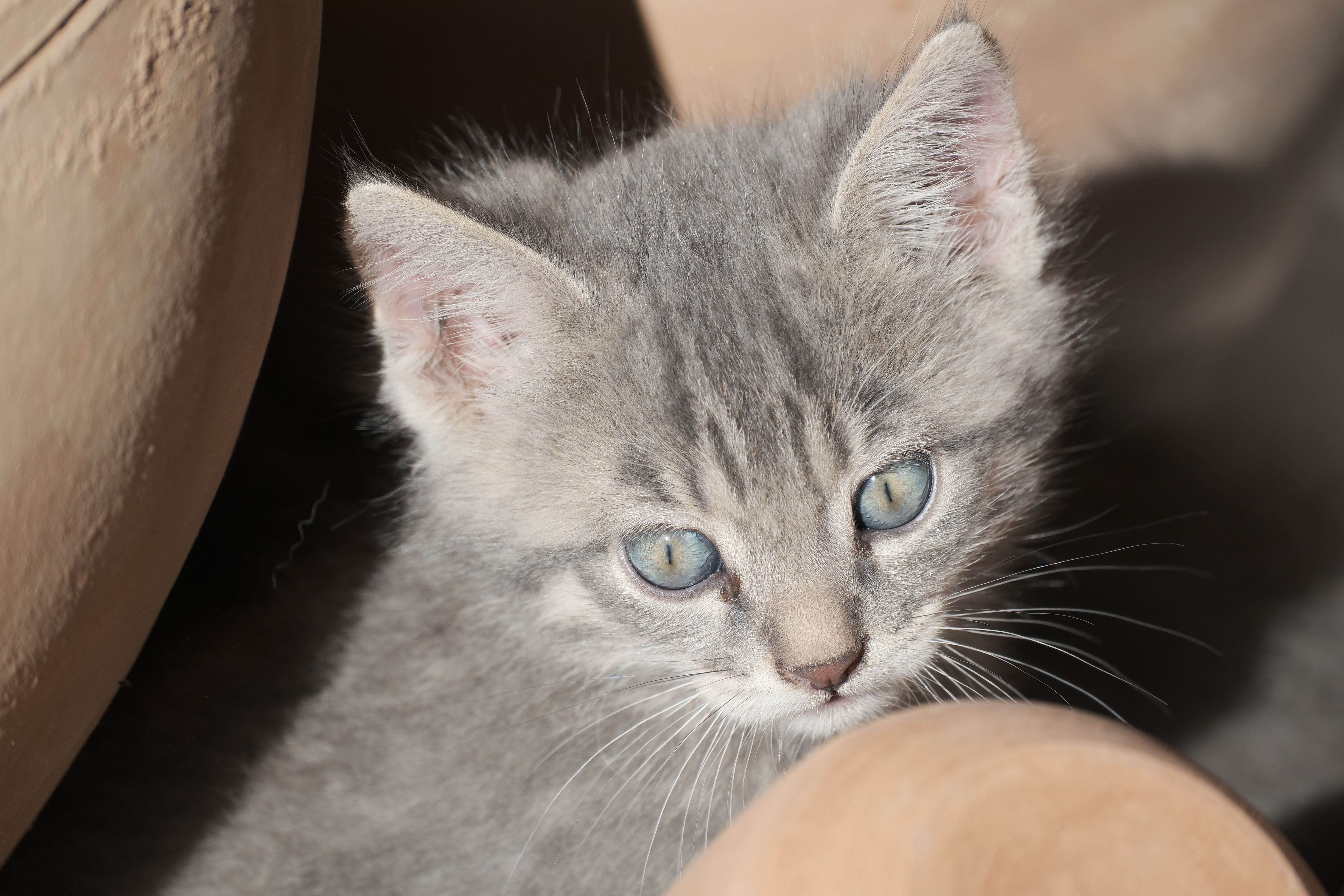 Close-up of a Cute Gray Kitten with Blue Eyes · Free Stock Photo