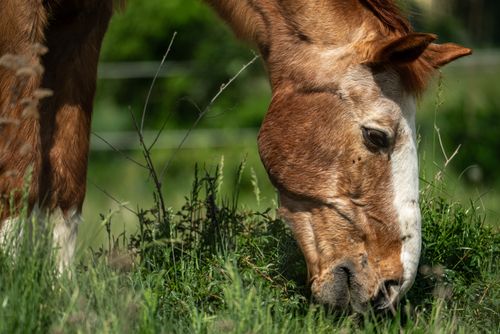 Free A serene capture of a horse grazing peacefully on lush grass in a sunny outdoor setting. Stock Photo