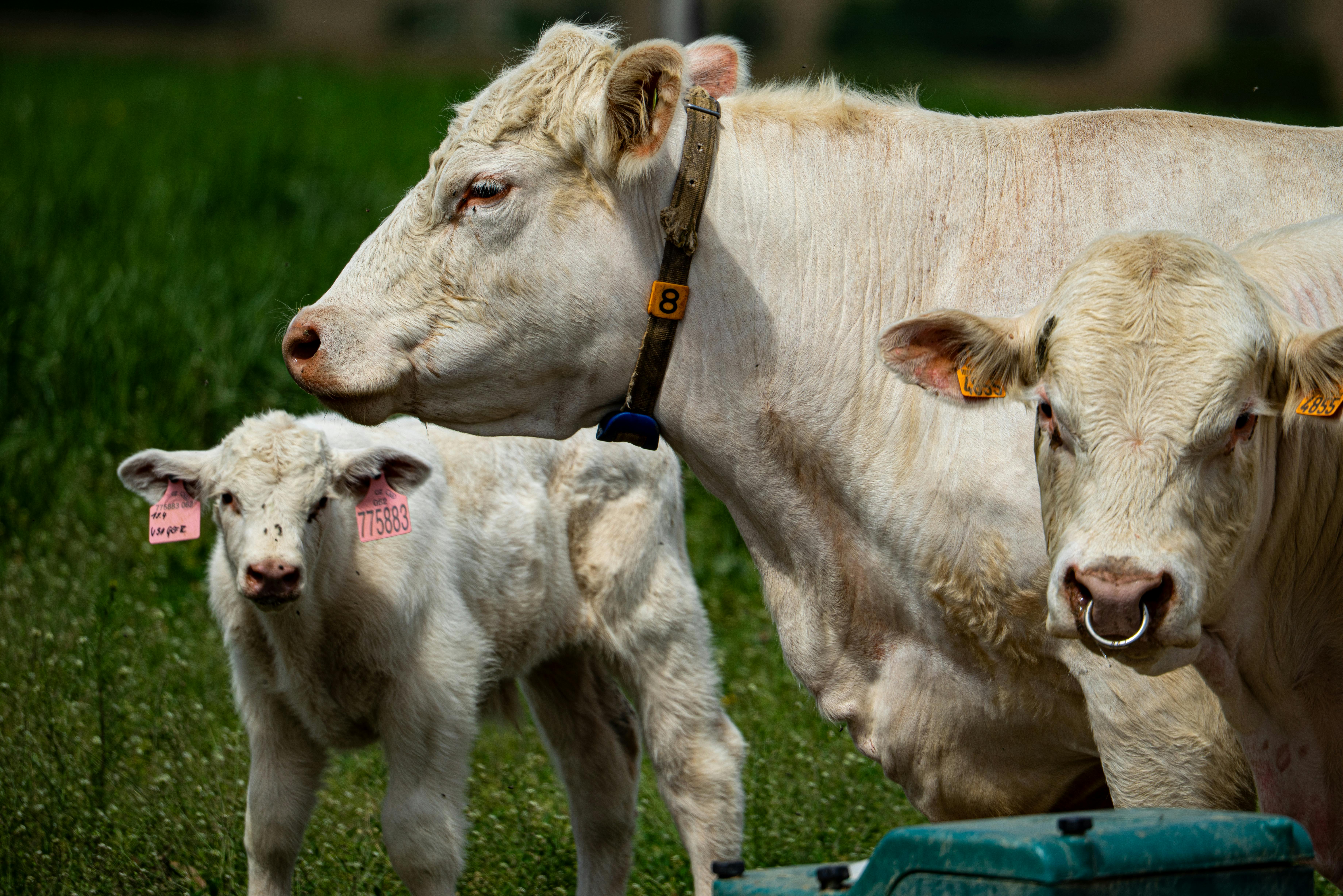 Венчурный фонд инвестирует $220 млн в стартап умных ошейников для скота