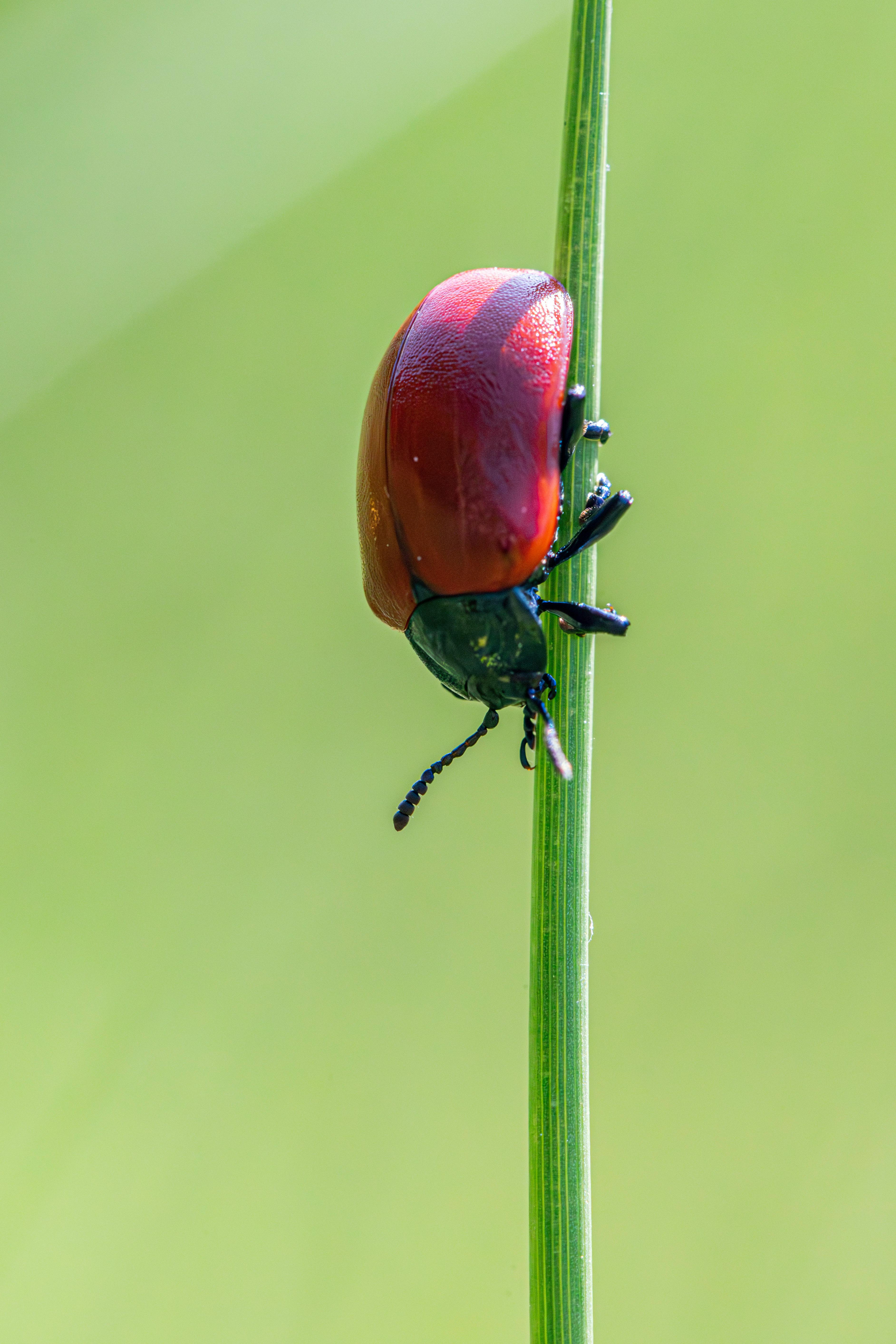 Red poplar leaf beetle (Chrysomela populi) perched on a slender green stem, showcasing vibrant colors.