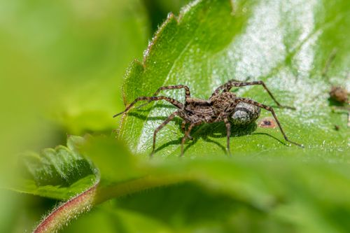 Free Macro shot of a Pardosa amentata spider resting on a vibrant green leaf in natural sunlight. Stock Photo