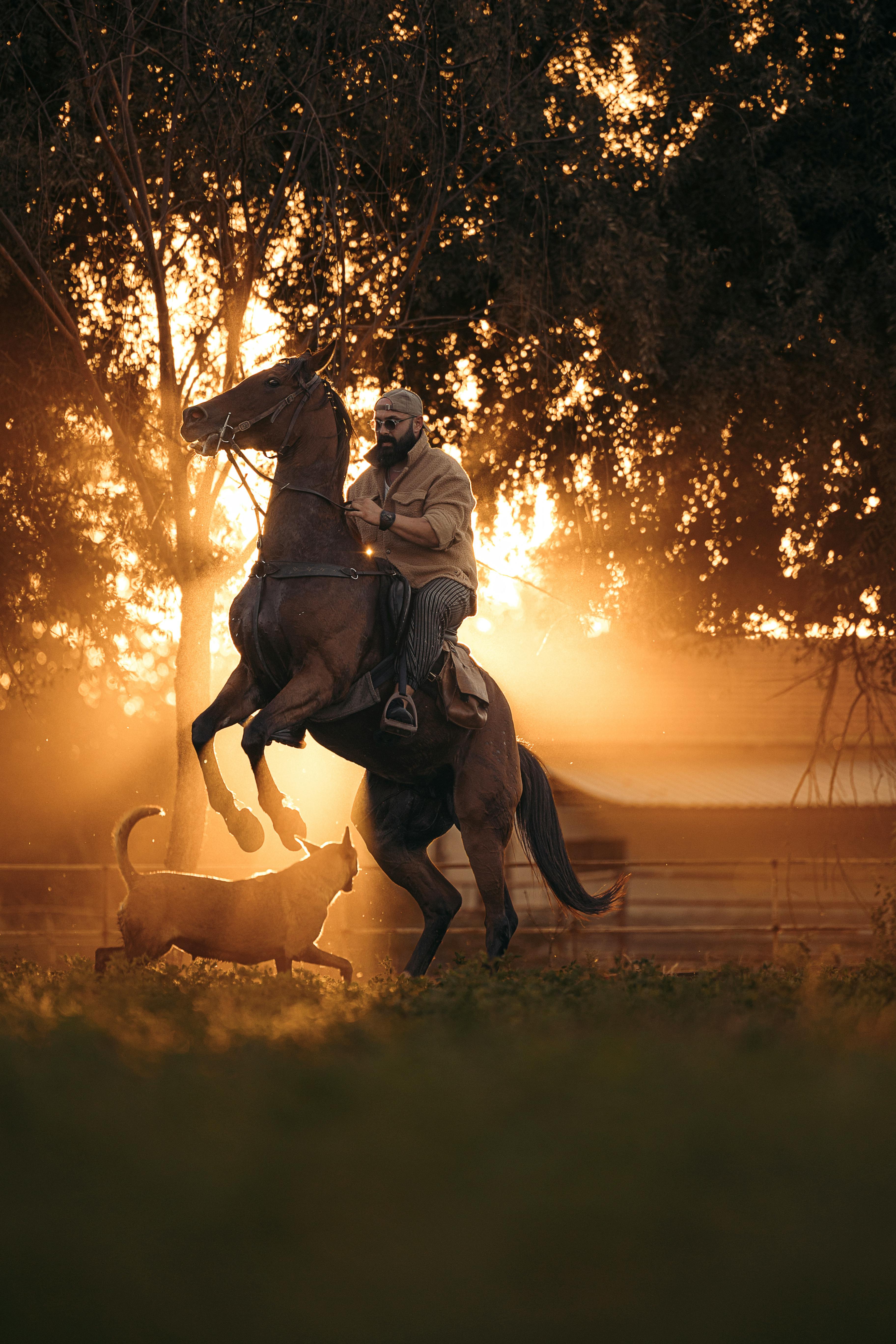 A rider on a rearing horse at sunset with a dog, set in a golden-lit landscape in Türkiye.