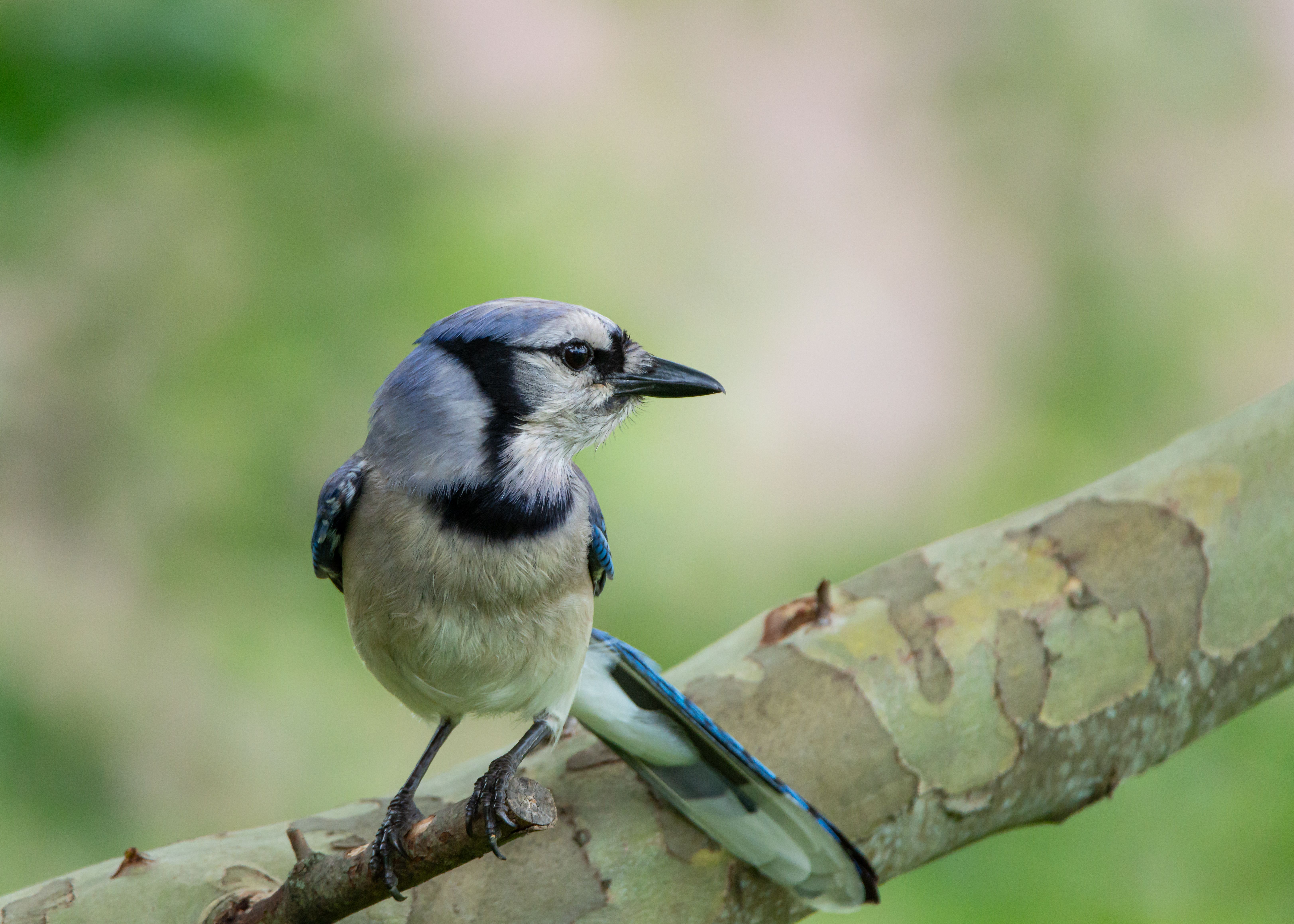 Blue Jay Perched on Branch in Pennsylvania · Free Stock Photo
