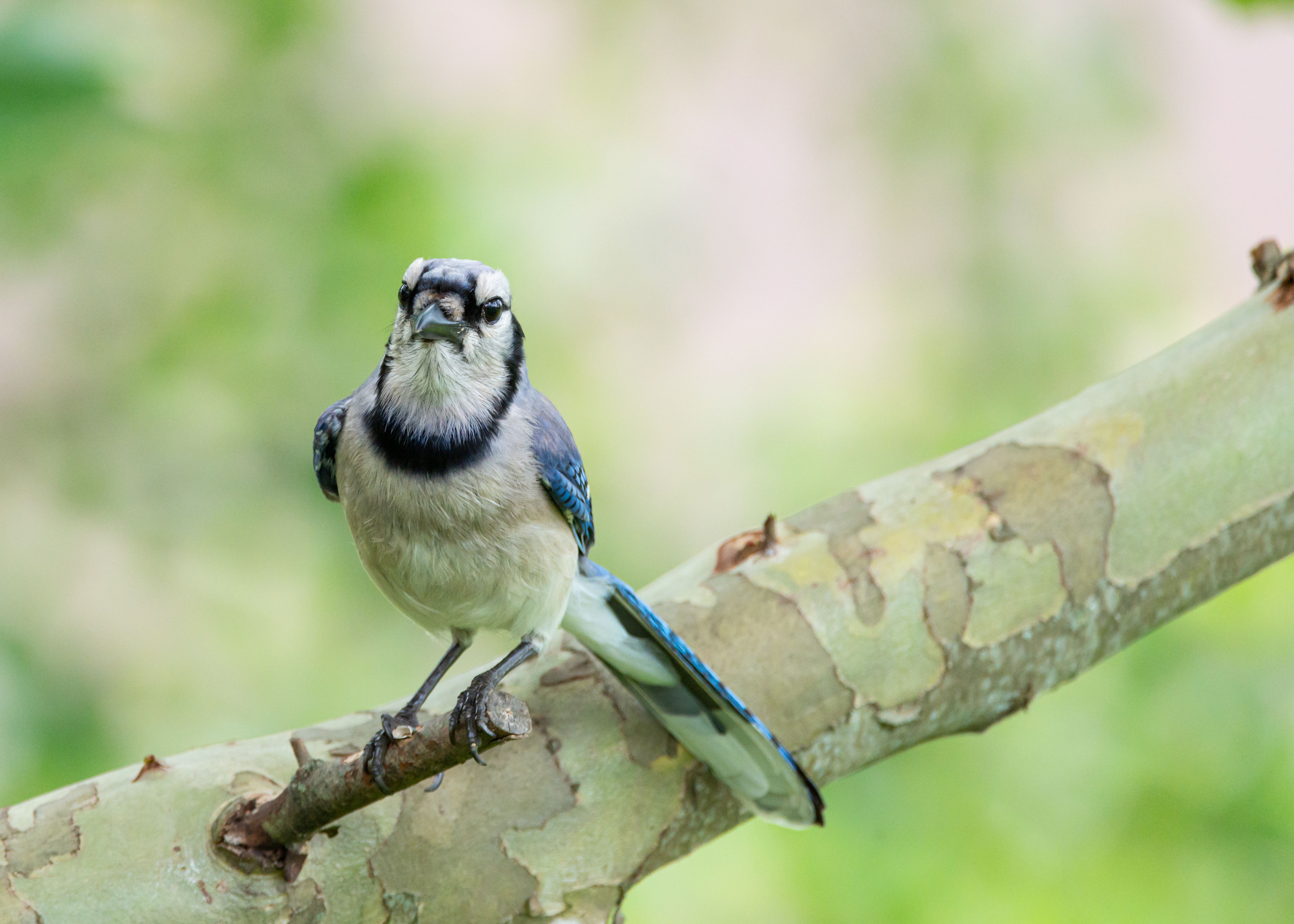 Blue Jay perched on a tree branch in Canonsburg, Pennsylvania, surrounded by lush greenery.