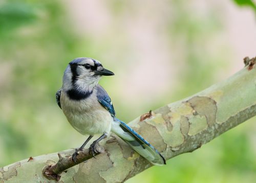 Free Close-up of a blue jay perched on a tree in Canonsburg, Pennsylvania, showcasing its vibrant plumage. Stock Photo