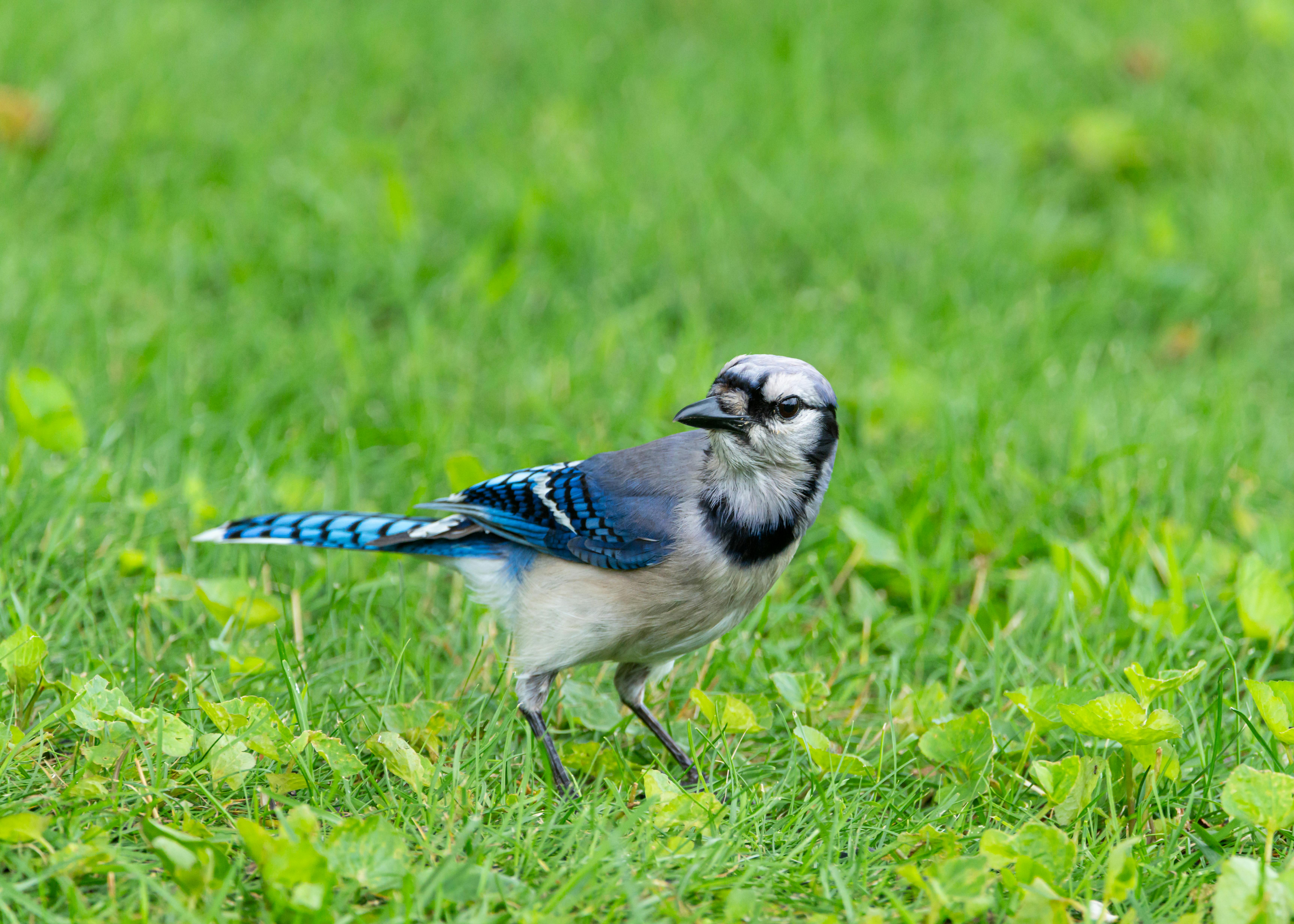 Blue Jay