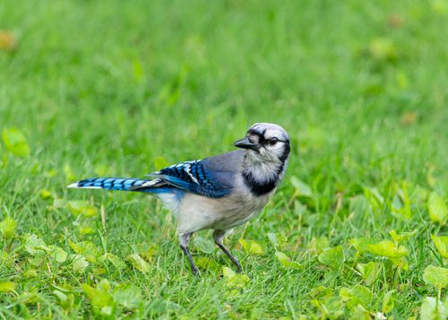 Free A vibrant blue jay stands in lush green grass, showcasing its colorful plumage. Stock Photo