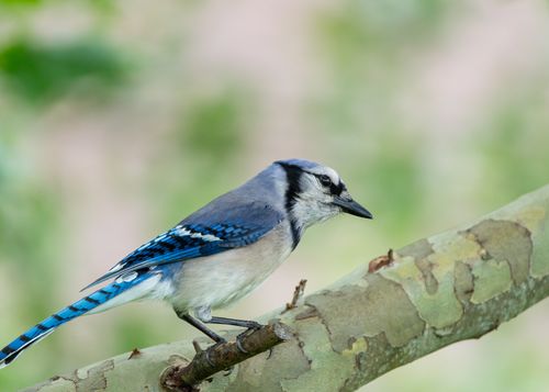 Free Close-up of a blue jay on a branch in Canonsburg, Pennsylvania, showcasing its vivid blue and white feathers. Stock Photo