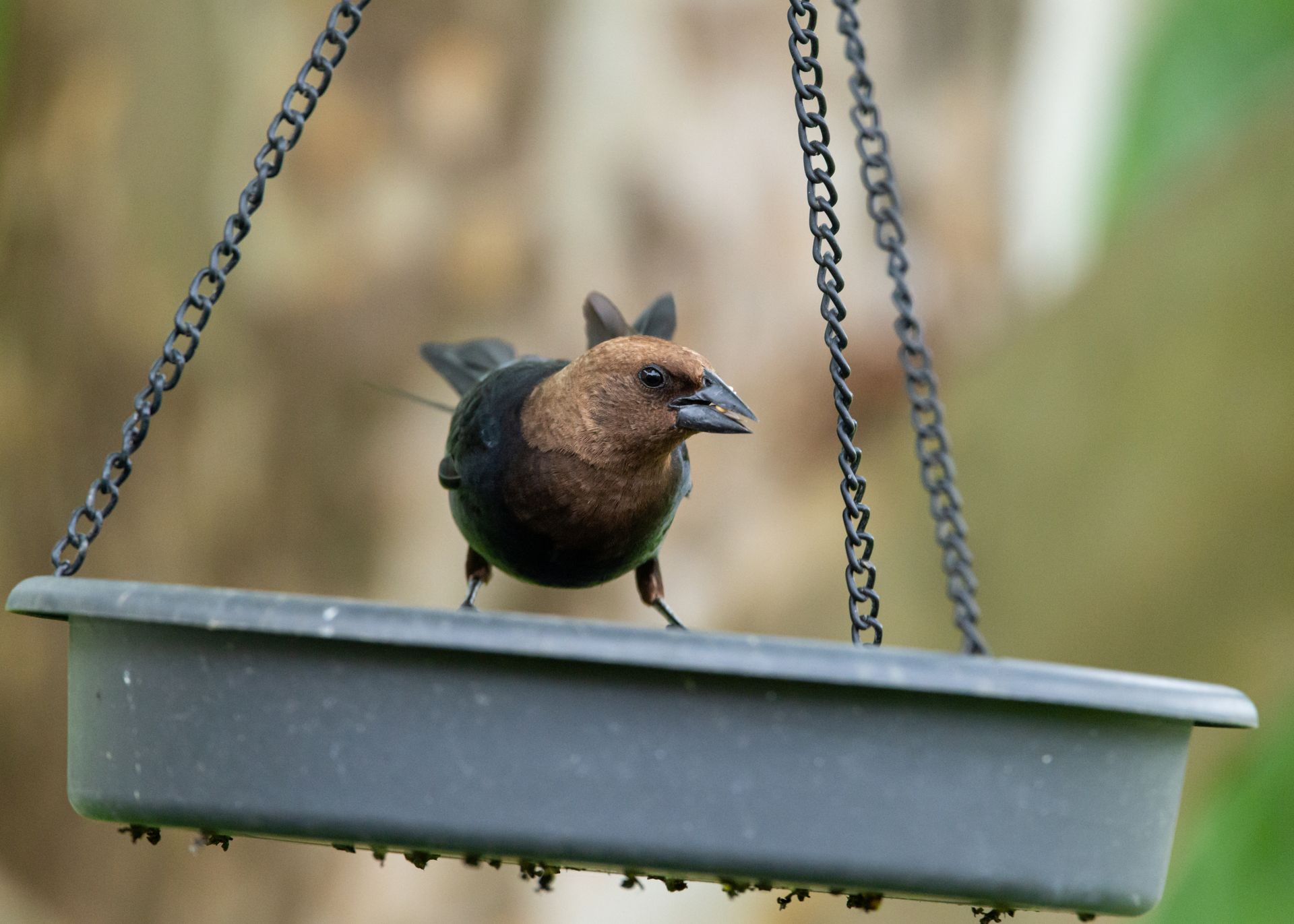 Close-up of a brown-headed cowbird perched on a feeder in Canonsburg, PA.