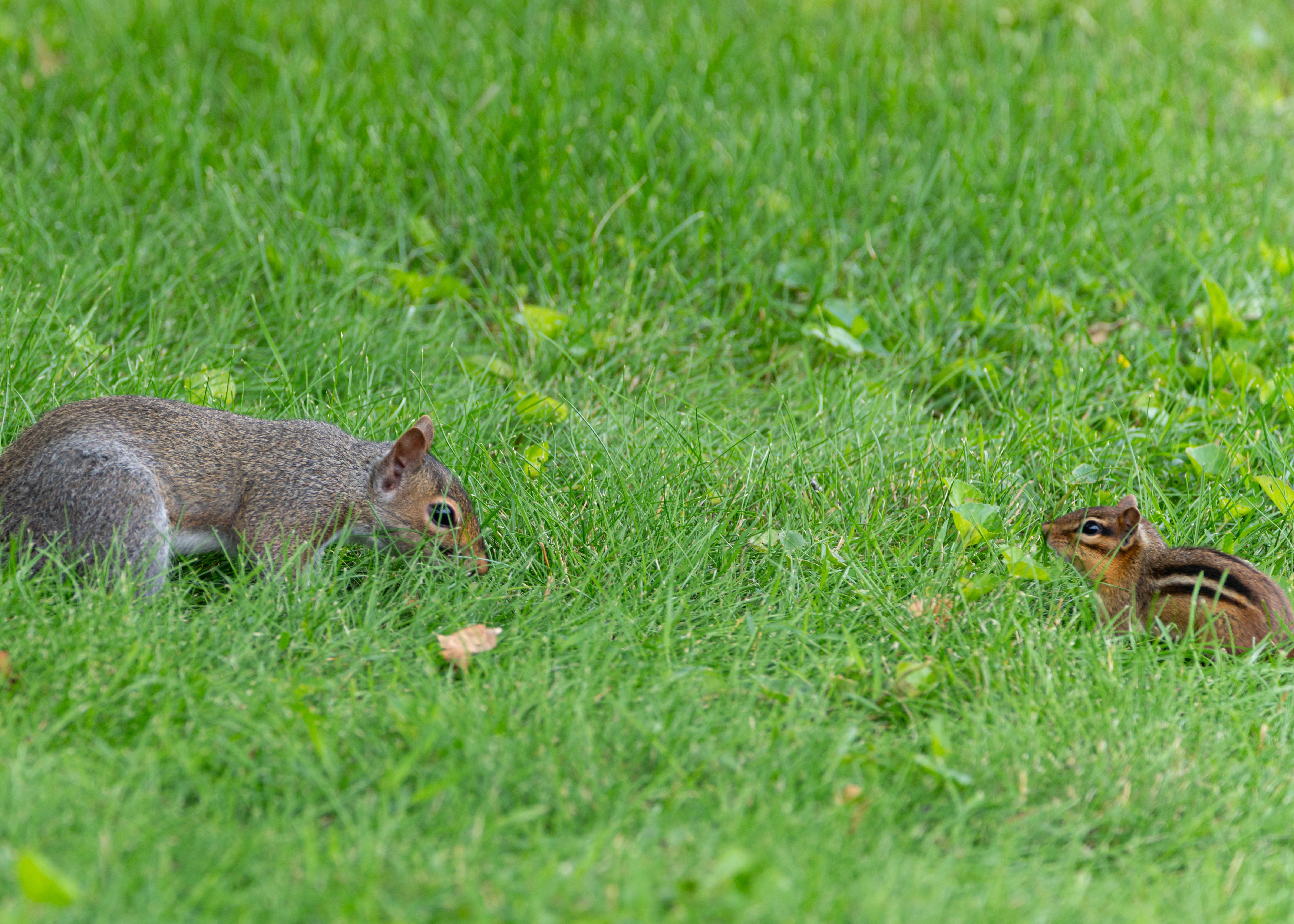chipmunk squirrel vole damage comparison UK